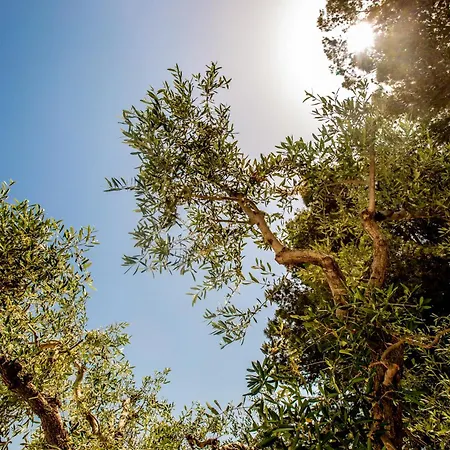 شقة Mandorlocarrubo's